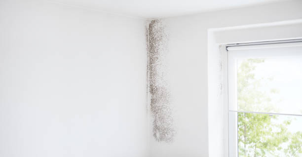 Mold Odor Removal Services in Boling, TX
